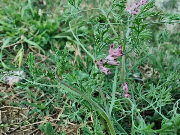 Yaygın koku giderici, Fumaria officinalis veya toprak dumanı bitkisi ve küçük bitkiler