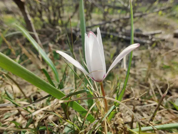 Leydi lale ya da Tulipa 'nın özel çiçekleri. 