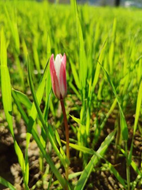 Leydi lale ya da Tulipa 'nın özel çiçekleri. 