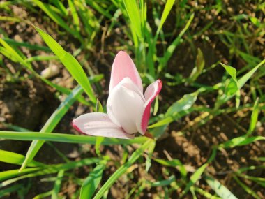 Leydi lale ya da Tulipa 'nın özel çiçekleri. 
