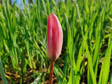 Leydi lale ya da Tulipa 'nın özel çiçekleri. 