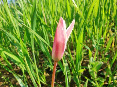 Leydi lale ya da Tulipa 'nın özel çiçekleri. 