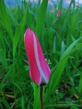 Leydi lale ya da Tulipa 'nın özel çiçekleri. 