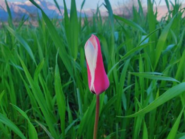 Leydi lale ya da Tulipa 'nın özel çiçekleri. 