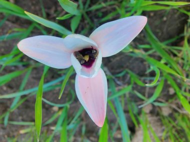 Leydi lale ya da Tulipa 'nın özel çiçekleri. 