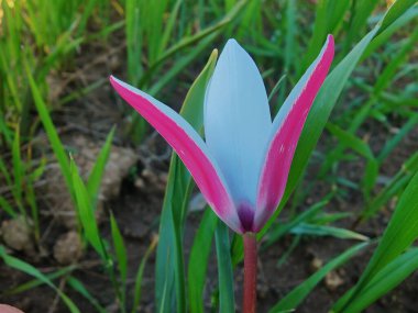 Leydi lale ya da Tulipa 'nın özel çiçekleri. 