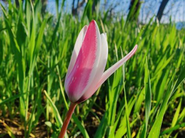 Leydi lale ya da Tulipa 'nın özel çiçekleri. 
