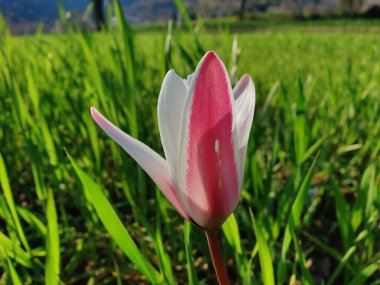 Leydi lale ya da Tulipa 'nın özel çiçekleri. 