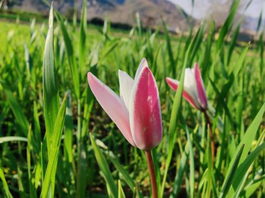Leydi lale ya da Tulipa 'nın özel çiçekleri. 