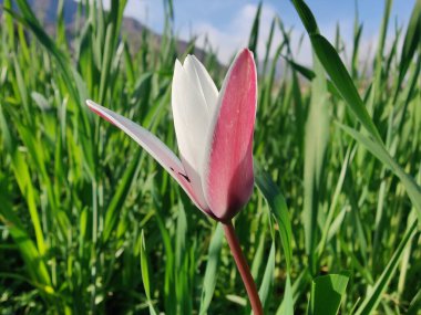 Leydi lale ya da Tulipa 'nın özel çiçekleri. 