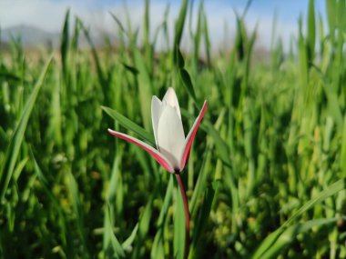 Leydi lale ya da Tulipa 'nın özel çiçekleri. 