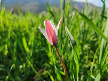 Leydi lale ya da Tulipa 'nın özel çiçekleri. 