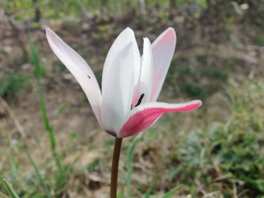 Leydi lale ya da Tulipa 'nın özel çiçekleri. 