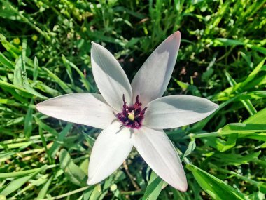 Leydi lale ya da Tulipa 'nın özel çiçekleri. 