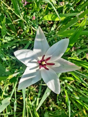 Leydi lale ya da Tulipa 'nın özel çiçekleri. 