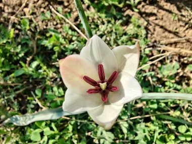 Leydi lale ya da Tulipa 'nın özel çiçekleri. 