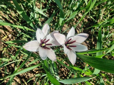 Leydi lale ya da Tulipa 'nın özel çiçekleri. 