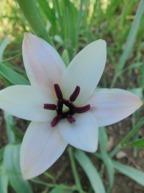 Leydi lale ya da Tulipa 'nın özel çiçekleri. 