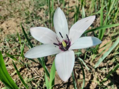 Leydi lale ya da Tulipa 'nın özel çiçekleri. 