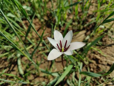 Leydi lale ya da Tulipa 'nın özel çiçekleri. 