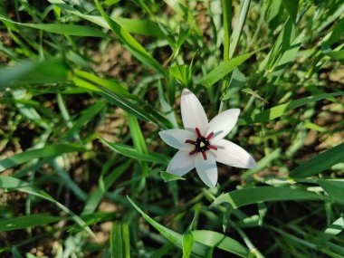 Leydi lale ya da Tulipa 'nın özel çiçekleri. 