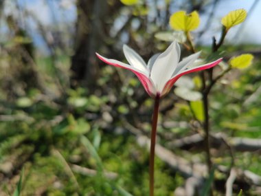 Leydi lale ya da Tulipa 'nın özel çiçekleri. 