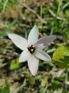 Leydi lale ya da Tulipa 'nın özel çiçekleri. 