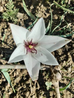 Leydi lale ya da Tulipa 'nın özel çiçekleri. 