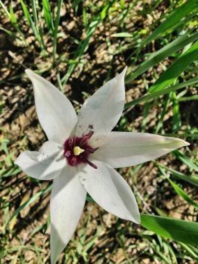 Leydi lale ya da Tulipa 'nın özel çiçekleri. 