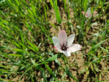 Leydi lale ya da Tulipa 'nın özel çiçekleri. 