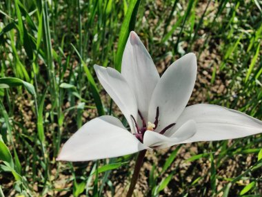 Leydi lale ya da Tulipa 'nın özel çiçekleri. 