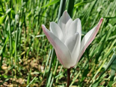Leydi lale ya da Tulipa 'nın özel çiçekleri. 