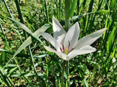 Leydi lale ya da Tulipa 'nın özel çiçekleri. 