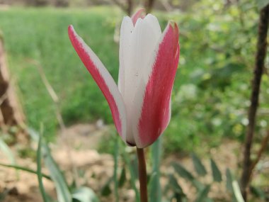 Leydi lale ya da Tulipa 'nın özel çiçekleri. 