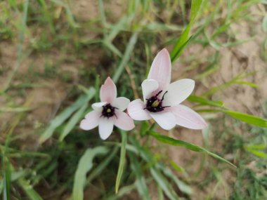Leydi lale ya da Tulipa 'nın özel çiçekleri. 