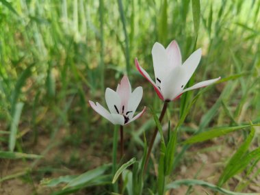 Leydi lale ya da Tulipa 'nın özel çiçekleri. 