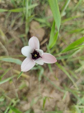 Leydi lale ya da Tulipa 'nın özel çiçekleri. 