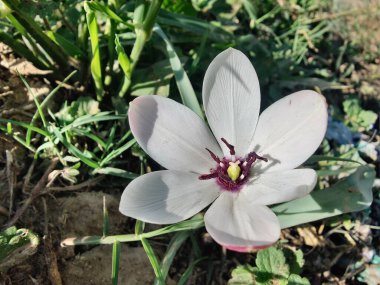 Leydi lale ya da Tulipa 'nın özel çiçekleri. 