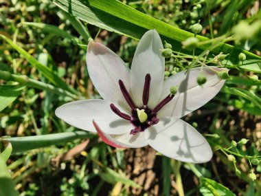 Leydi lale ya da Tulipa 'nın özel çiçekleri. 