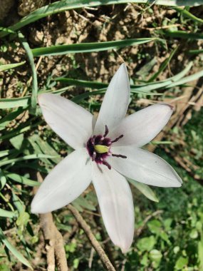 Leydi lale ya da Tulipa 'nın özel çiçekleri. 