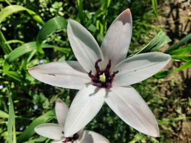 Leydi lale ya da Tulipa 'nın özel çiçekleri. 