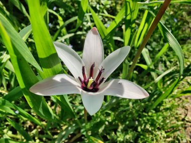 Leydi lale ya da Tulipa 'nın özel çiçekleri. 