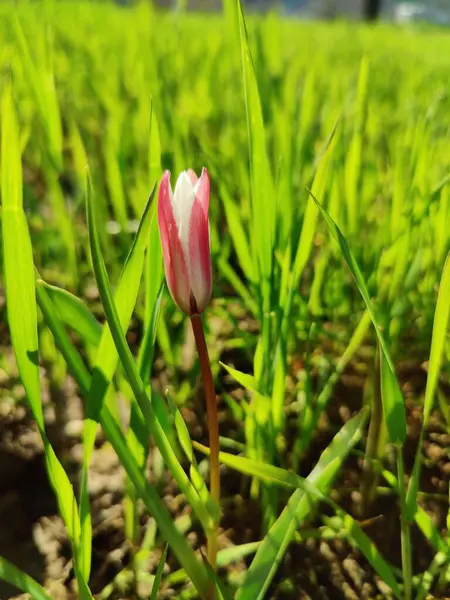 Leydi lale ya da Tulipa 'nın özel çiçekleri. 