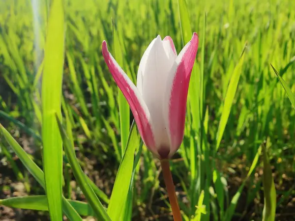 Leydi lale ya da Tulipa 'nın özel çiçekleri. 