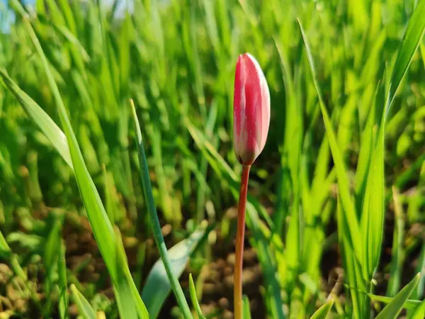 Leydi lale ya da Tulipa 'nın özel çiçekleri. 