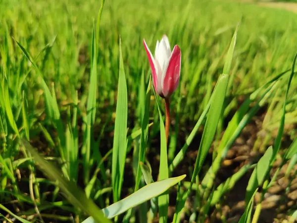 Leydi lale ya da Tulipa 'nın özel çiçekleri. 