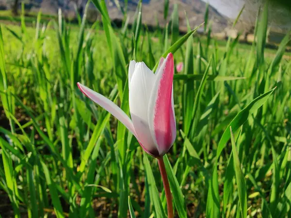 Leydi lale ya da Tulipa 'nın özel çiçekleri. 