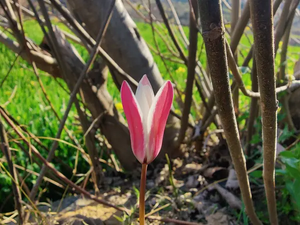 Leydi lale ya da Tulipa 'nın özel çiçekleri. 