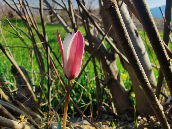 Leydi lale ya da Tulipa 'nın özel çiçekleri. 