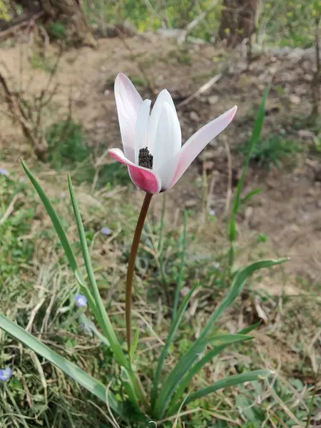 Leydi lale ya da Tulipa 'nın özel çiçekleri. 